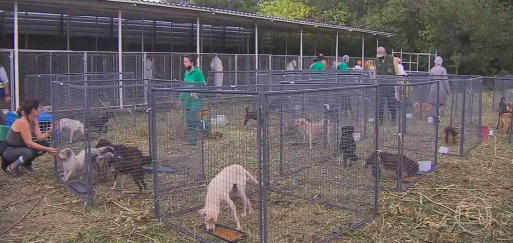 Cachorros serão assistentes de acusação