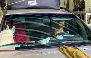 16 cães: Mulher vive em carro com