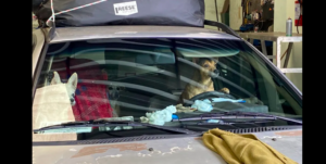 16 cães: Mulher vive em carro com 