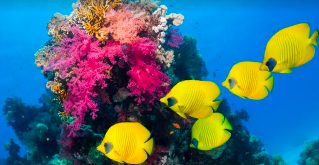 Aquecimento global afeta a respiração dos peixes