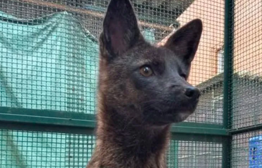 Animal Híbrido de Raposa e Cão Encontrado