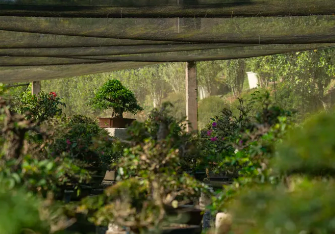 Bonsai: Uma Jornada de Cultivo