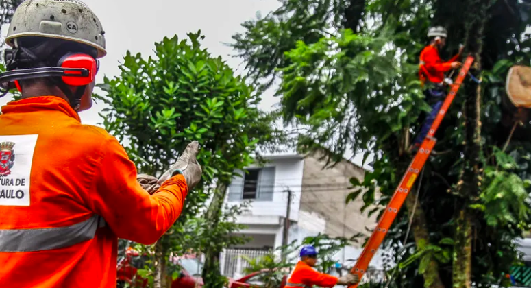 3 Mil Árvores Aguardam Poda em SP