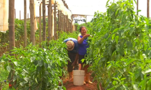 Pequenos Agricultores Cultivam o Futuro